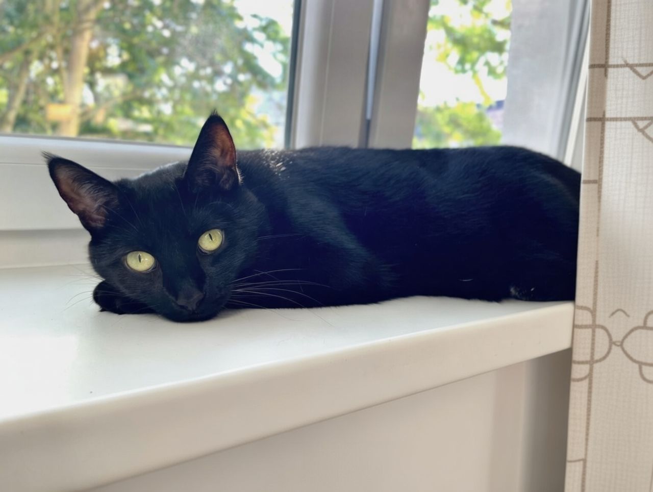 black cat sitting in a window sill alone - Sweden Requires Cat Owners to Check on Their Cats Twice a Day
